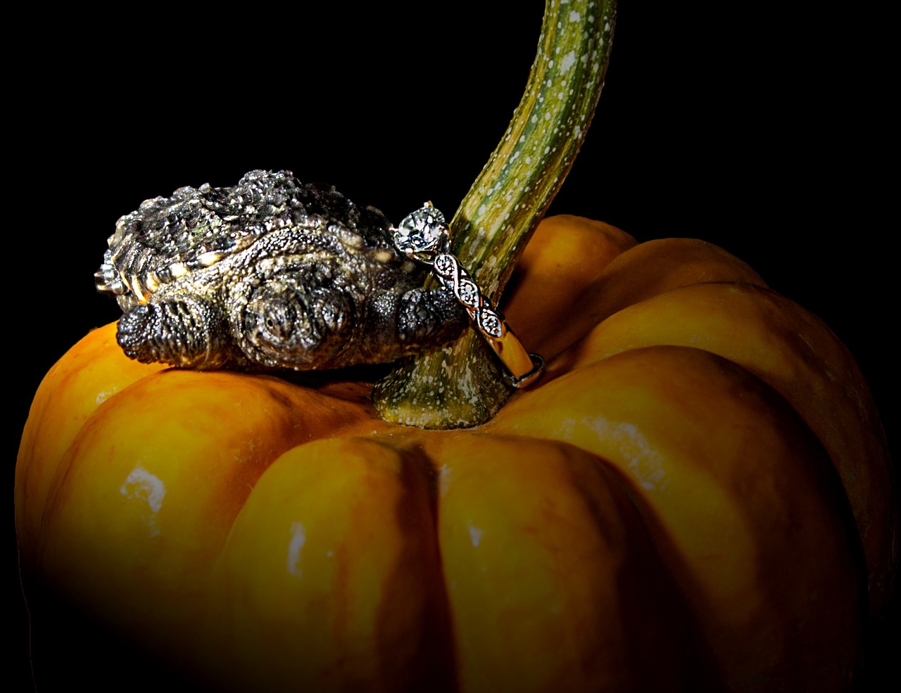 turtle pumpkin ring free photo