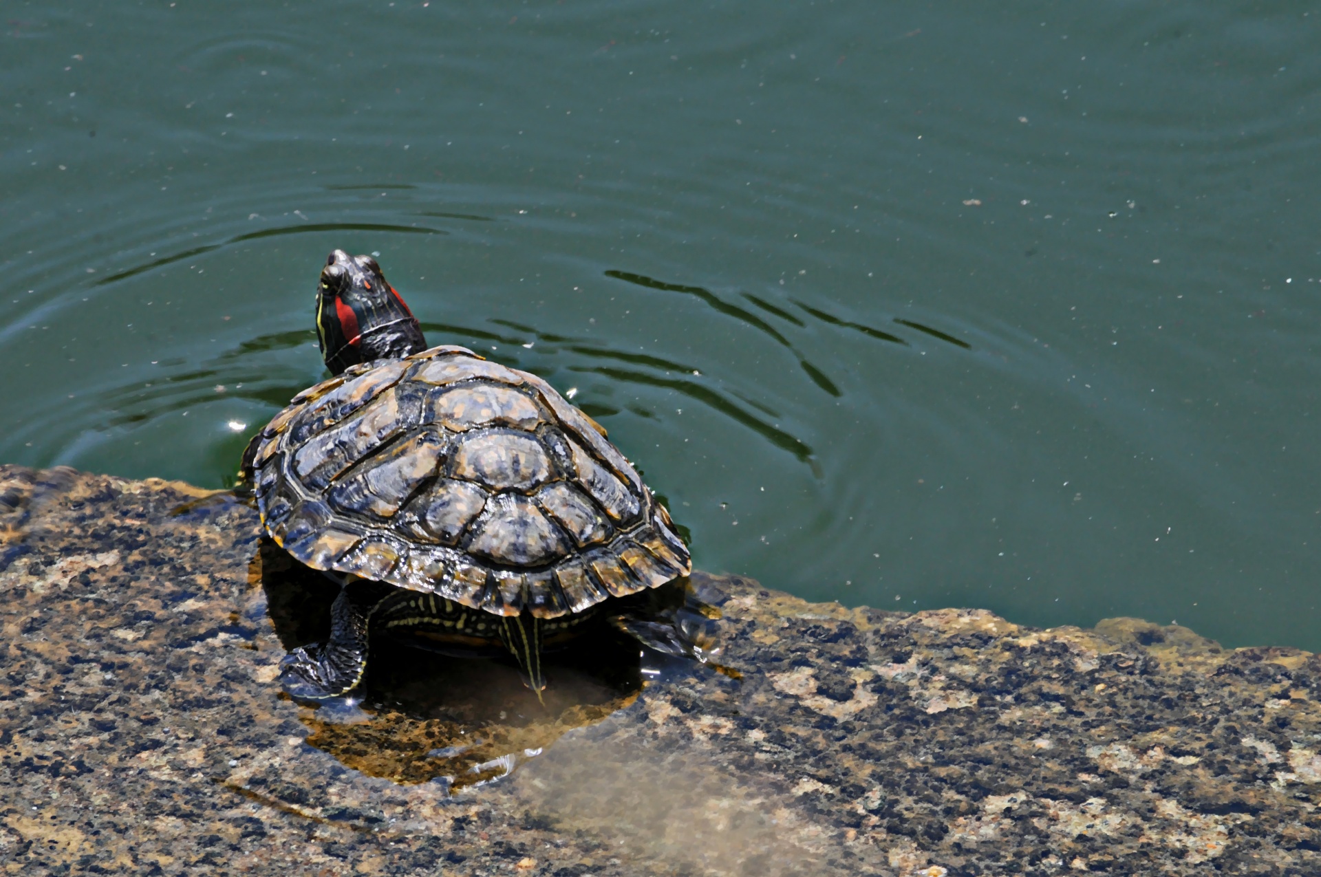 turtles turtle water free photo