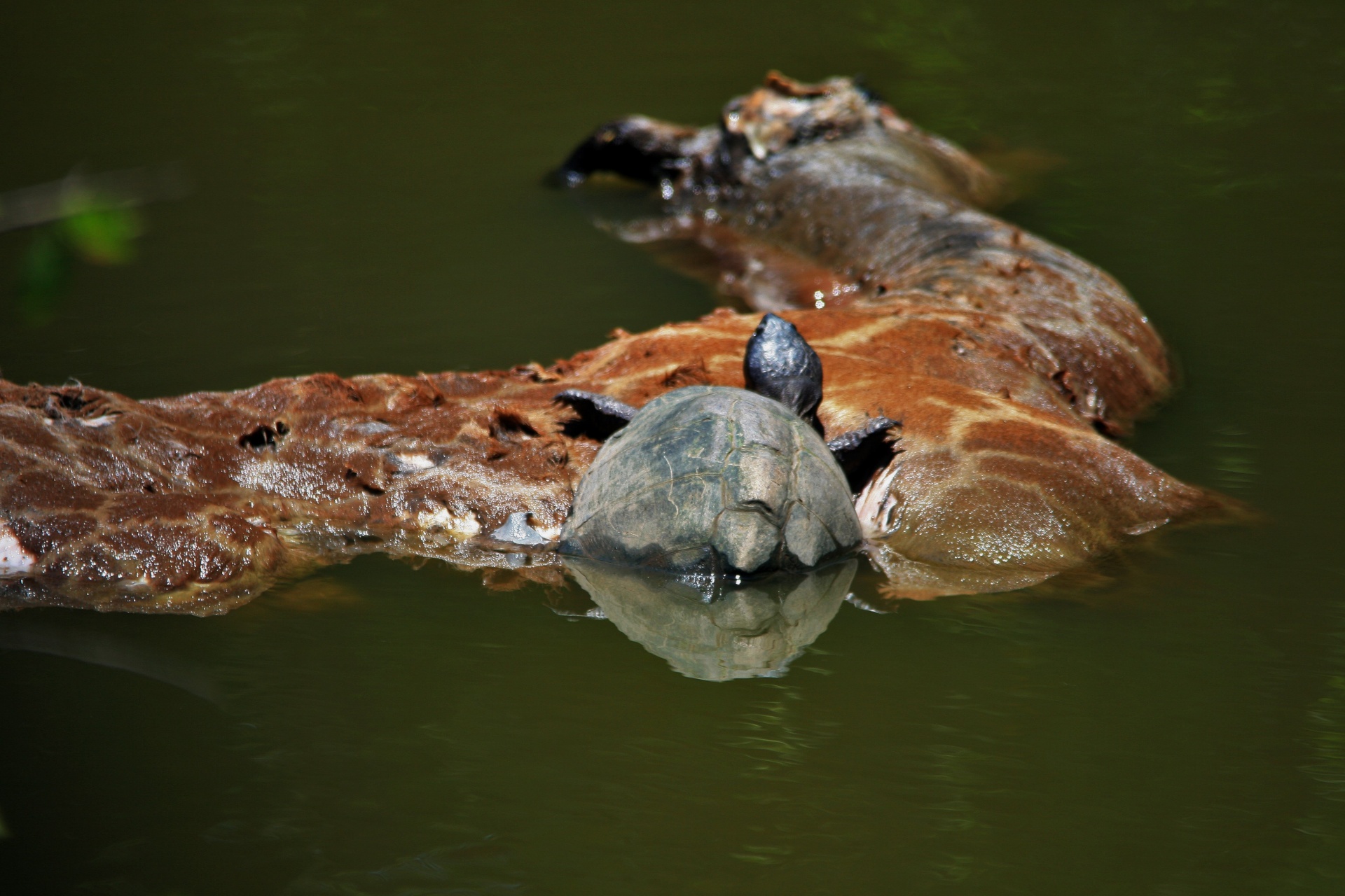 water pond pool free photo