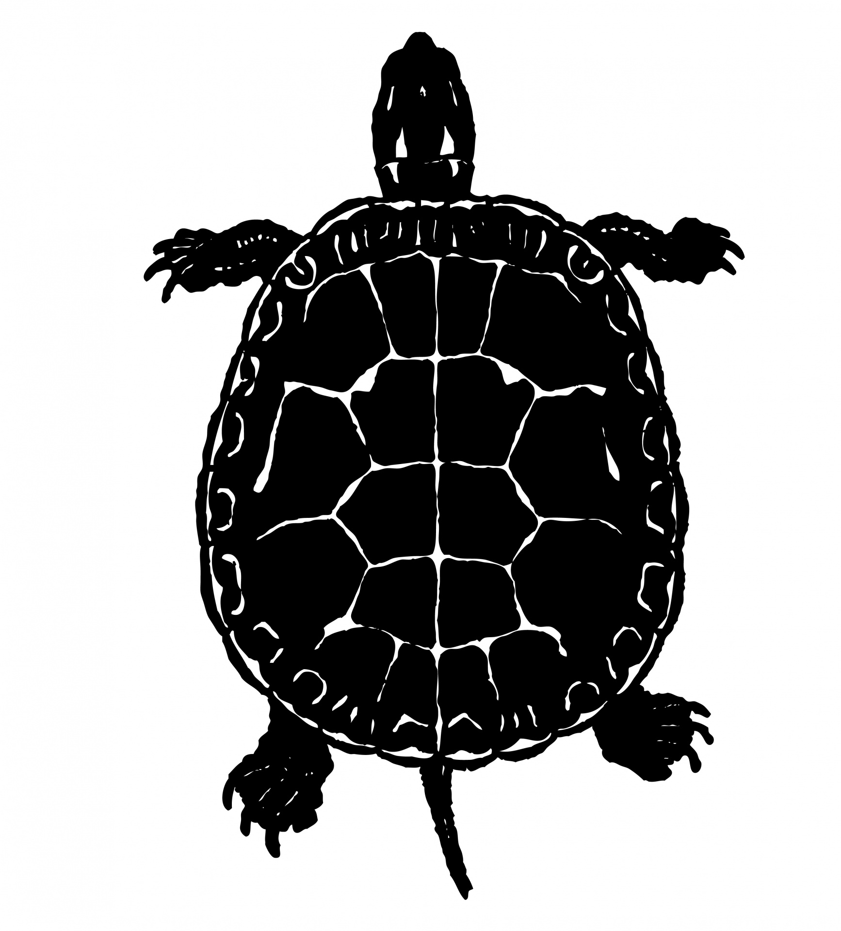 turtle black silhouette free photo
