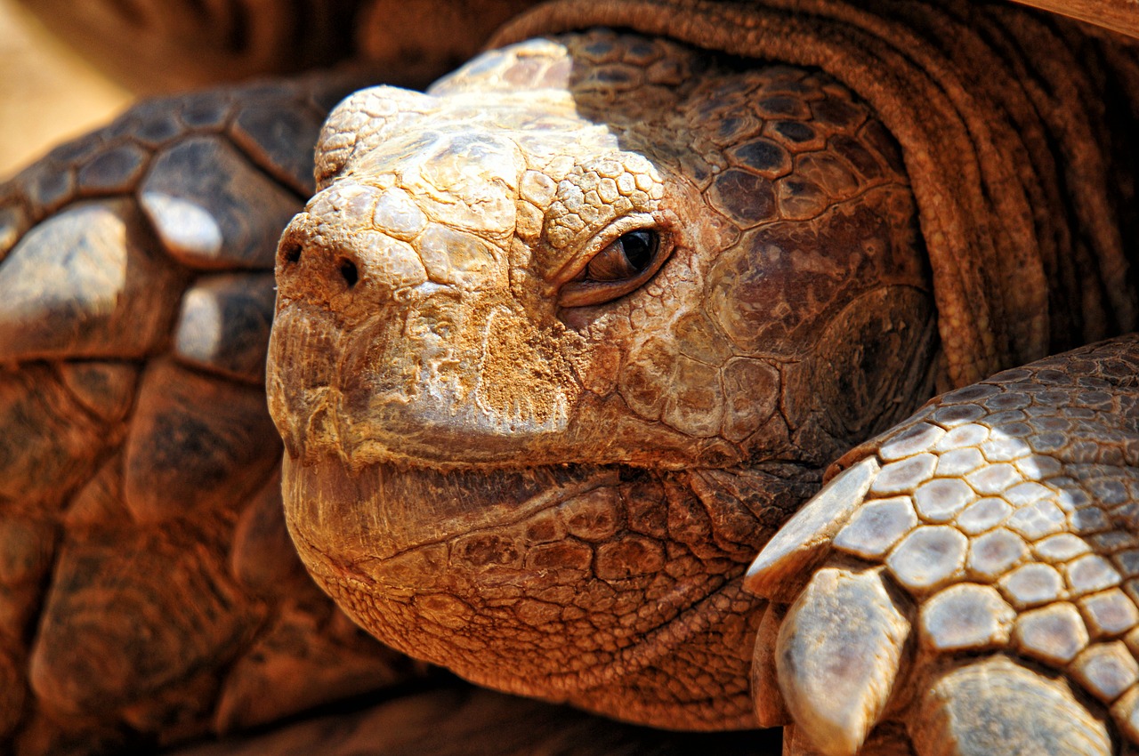 turtle criss-crossed africa senegal free photo