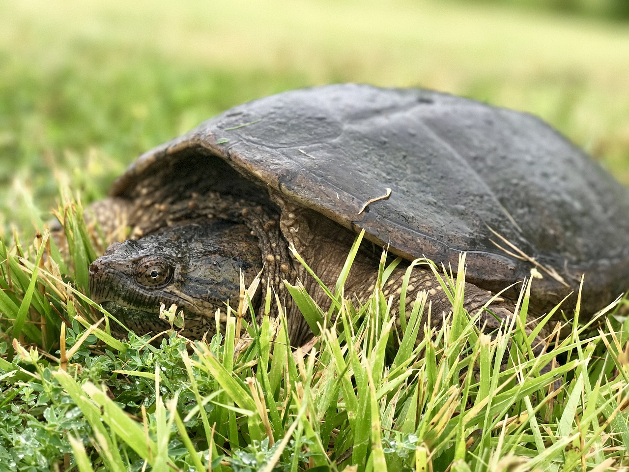turtle in grass turtle snapping turtle free photo
