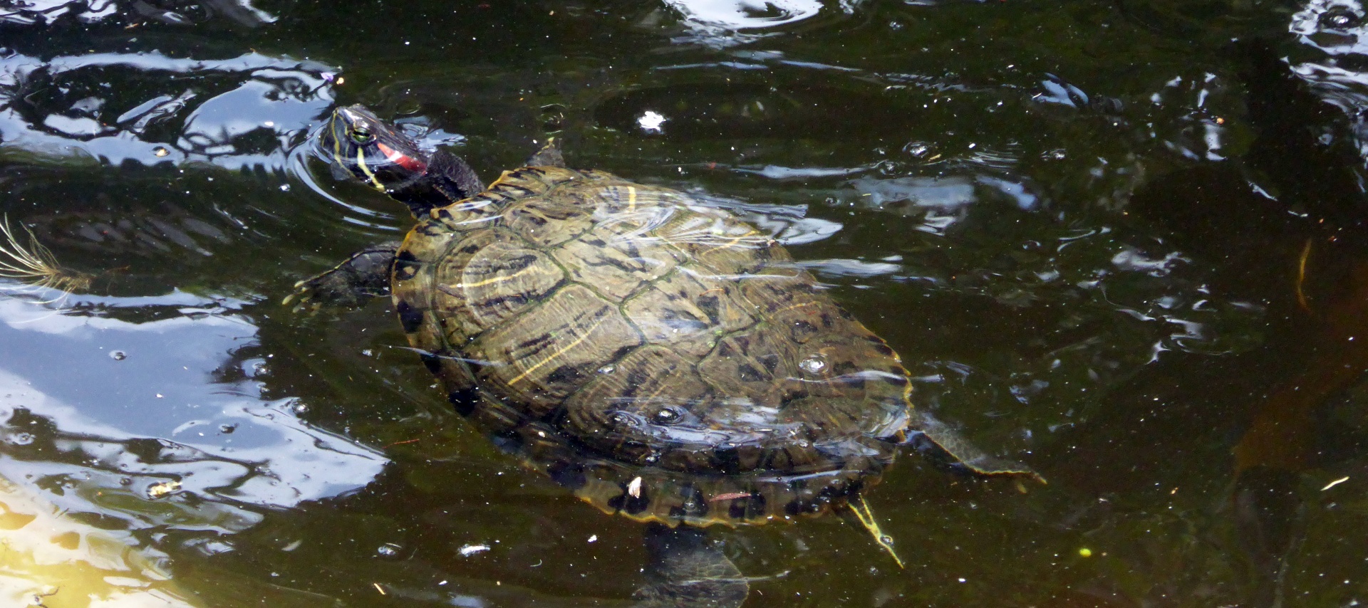 turtle turtles reptile free photo