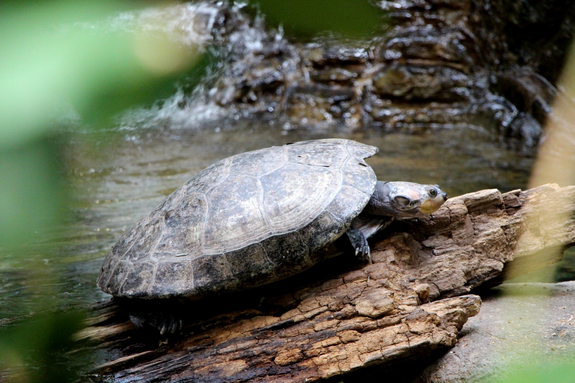 turtle stream water free photo