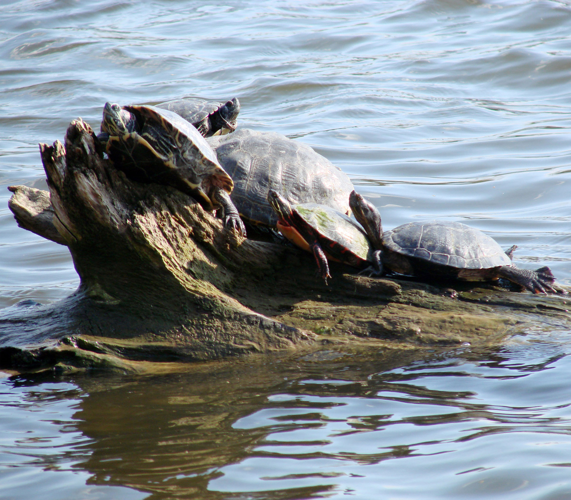 turtles sunning nature free photo