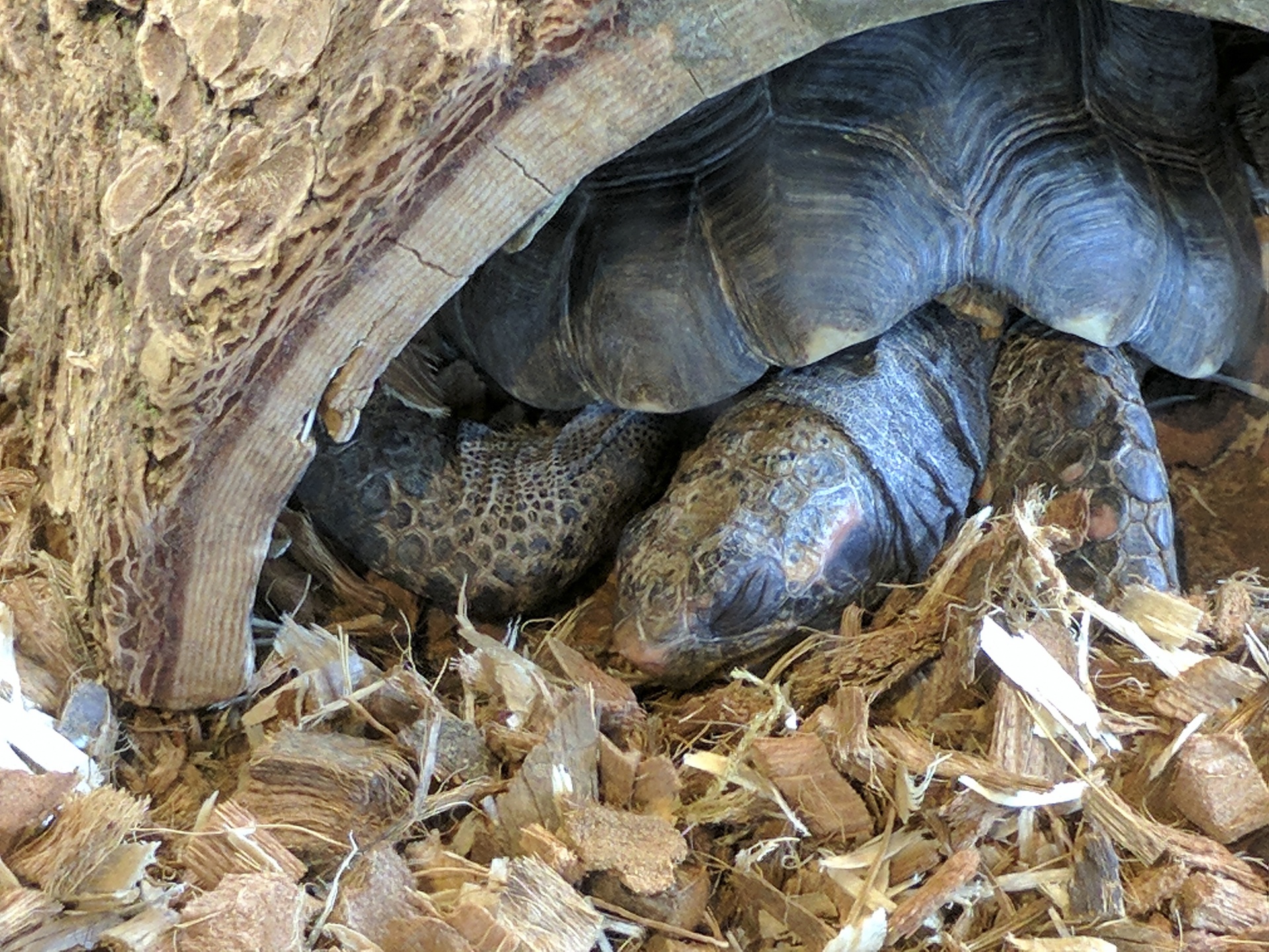 tortoise turtle sleeping free photo