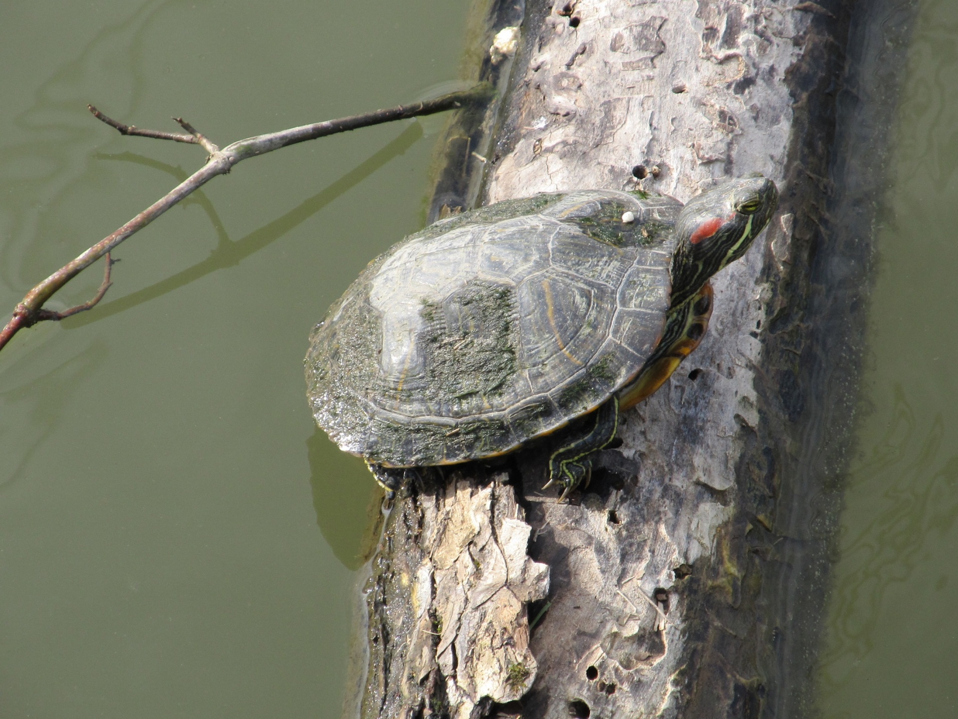 turtle log water free photo