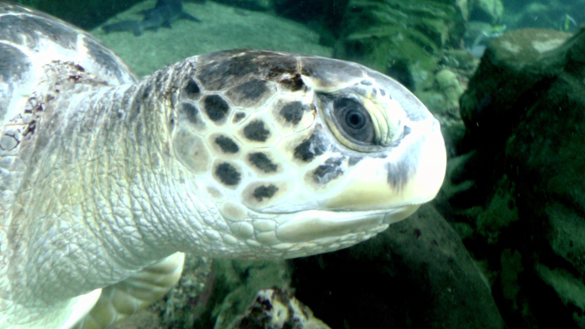 fish turtle underwater turtle free photo