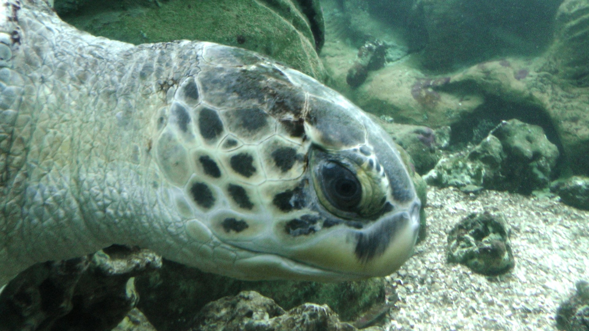 fish turtle underwater turtle free photo