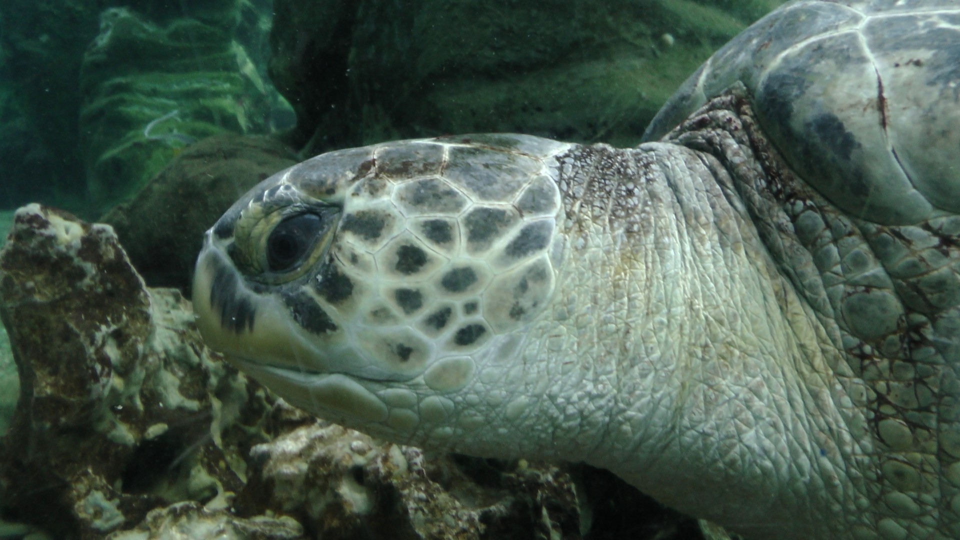 fish turtle underwater turtle free photo