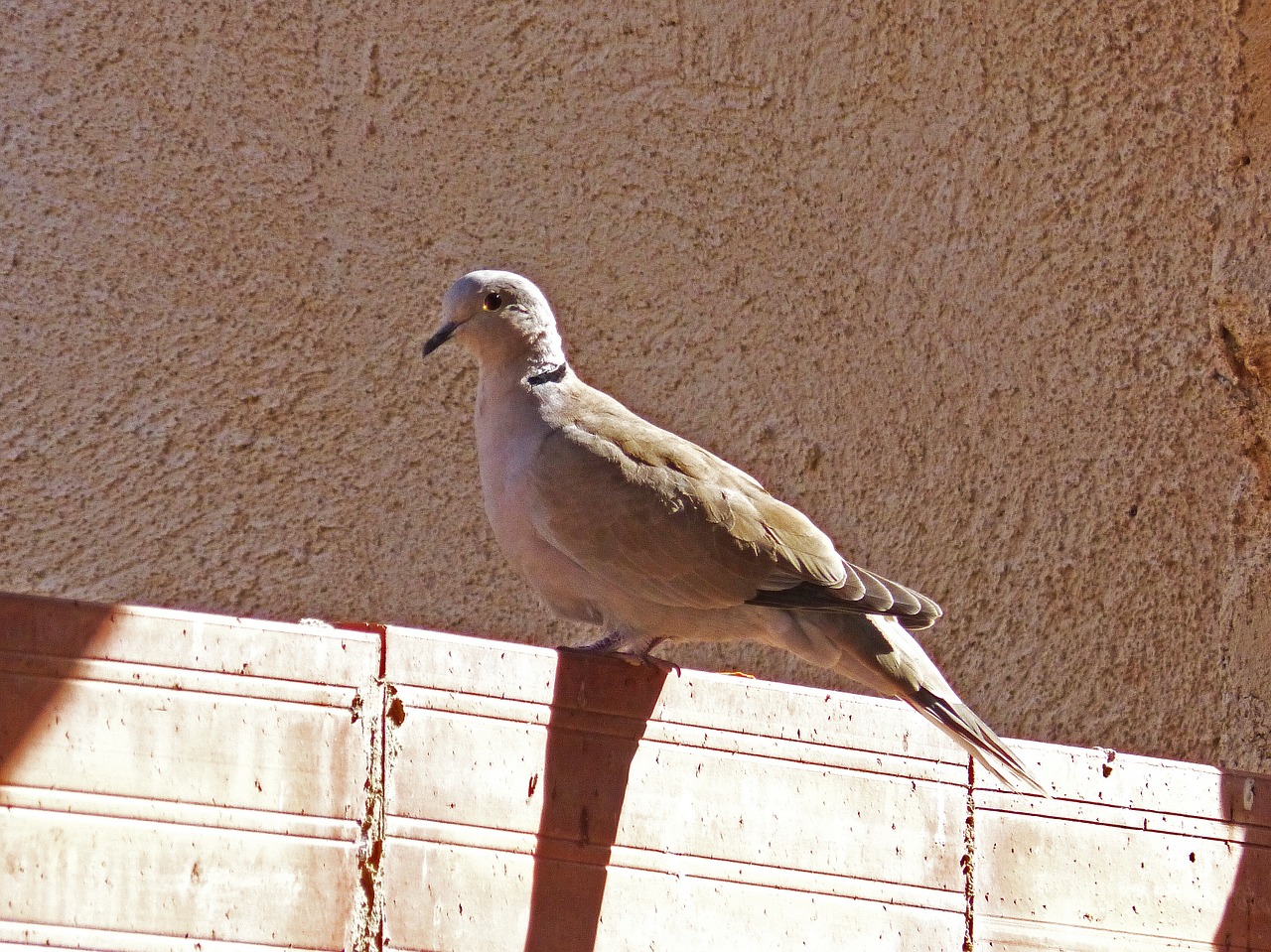 turtledove sunset detail free photo