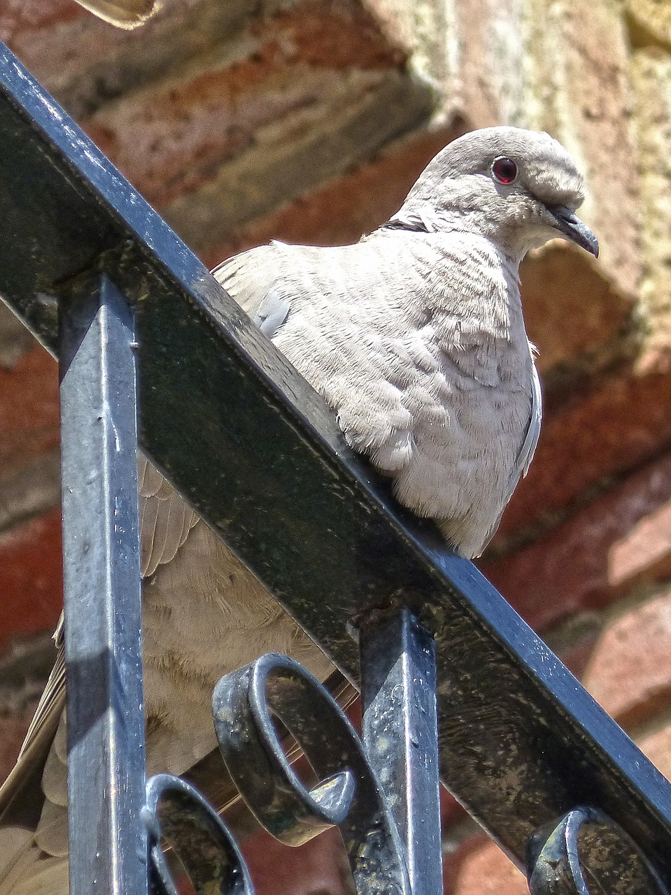 turtledove ave balcony free photo