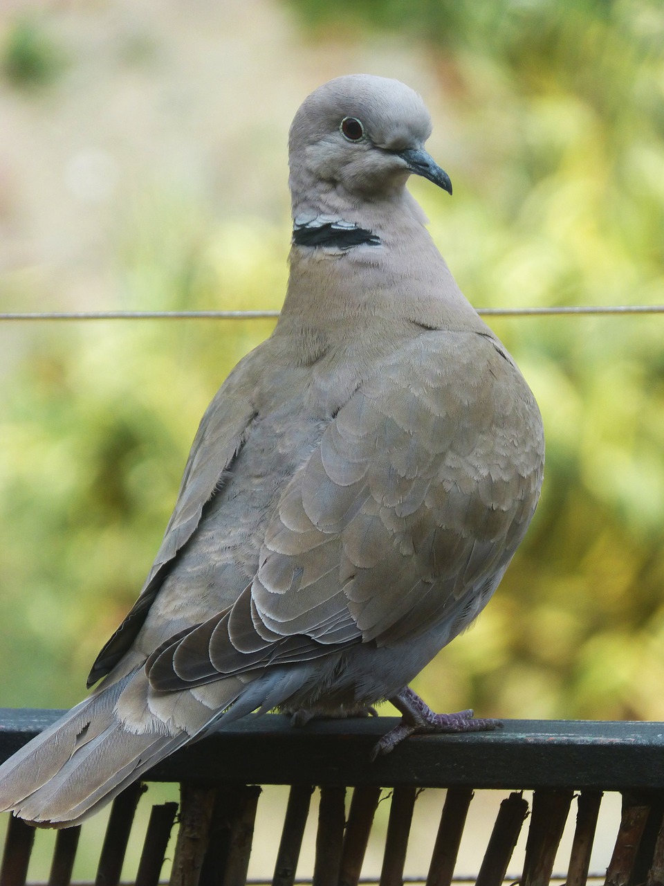 turtledove balcony ave free photo