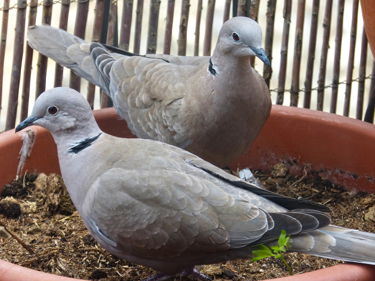 turtledove balcony ave free photo