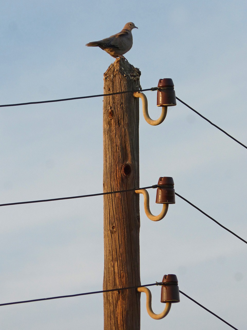 turtledove electric pole power line free photo