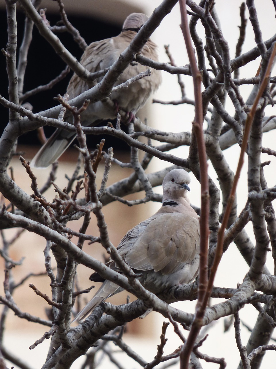 turtledove bird couple free photo