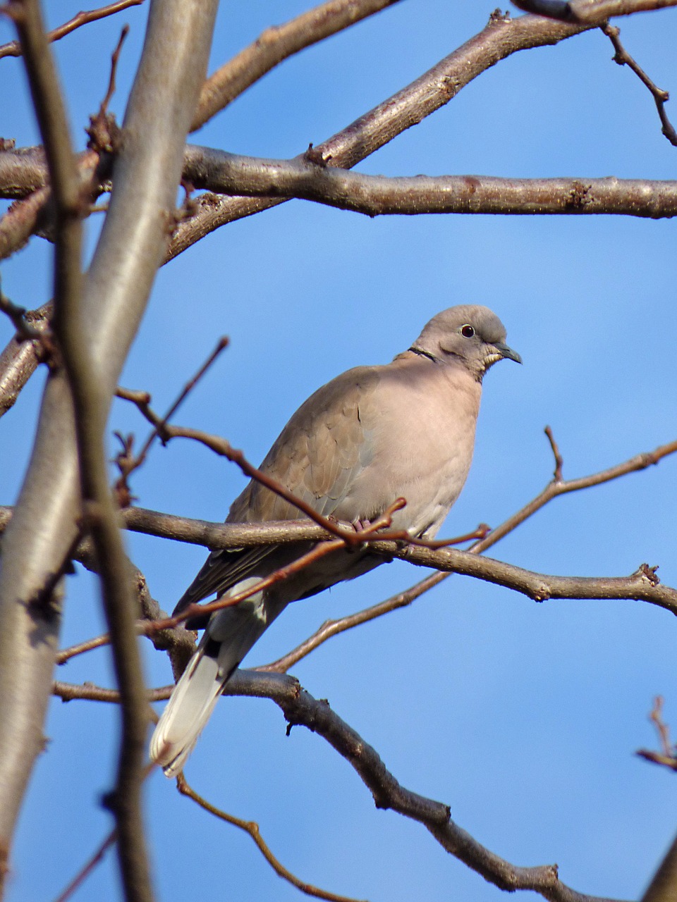 turtledove branch lookout free photo