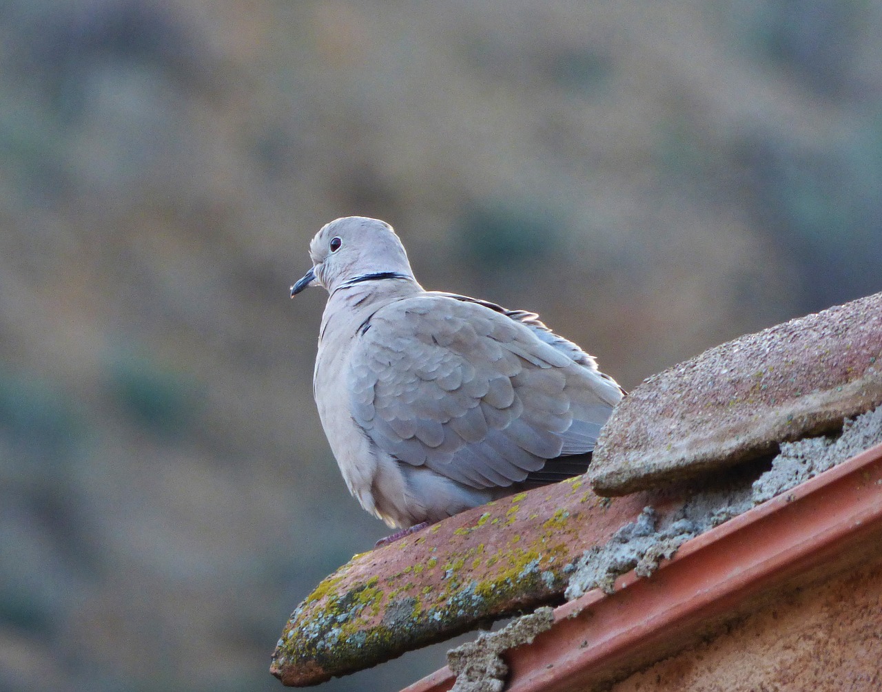 turtledove eurasian collared dove lookout free photo