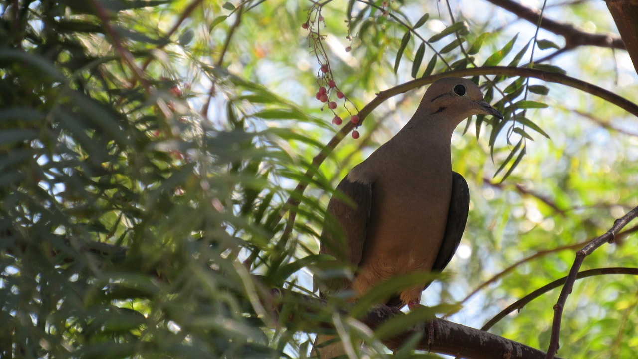 turtledove  ave  birds free photo