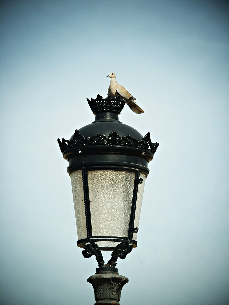 turtledove street lamp sky free photo