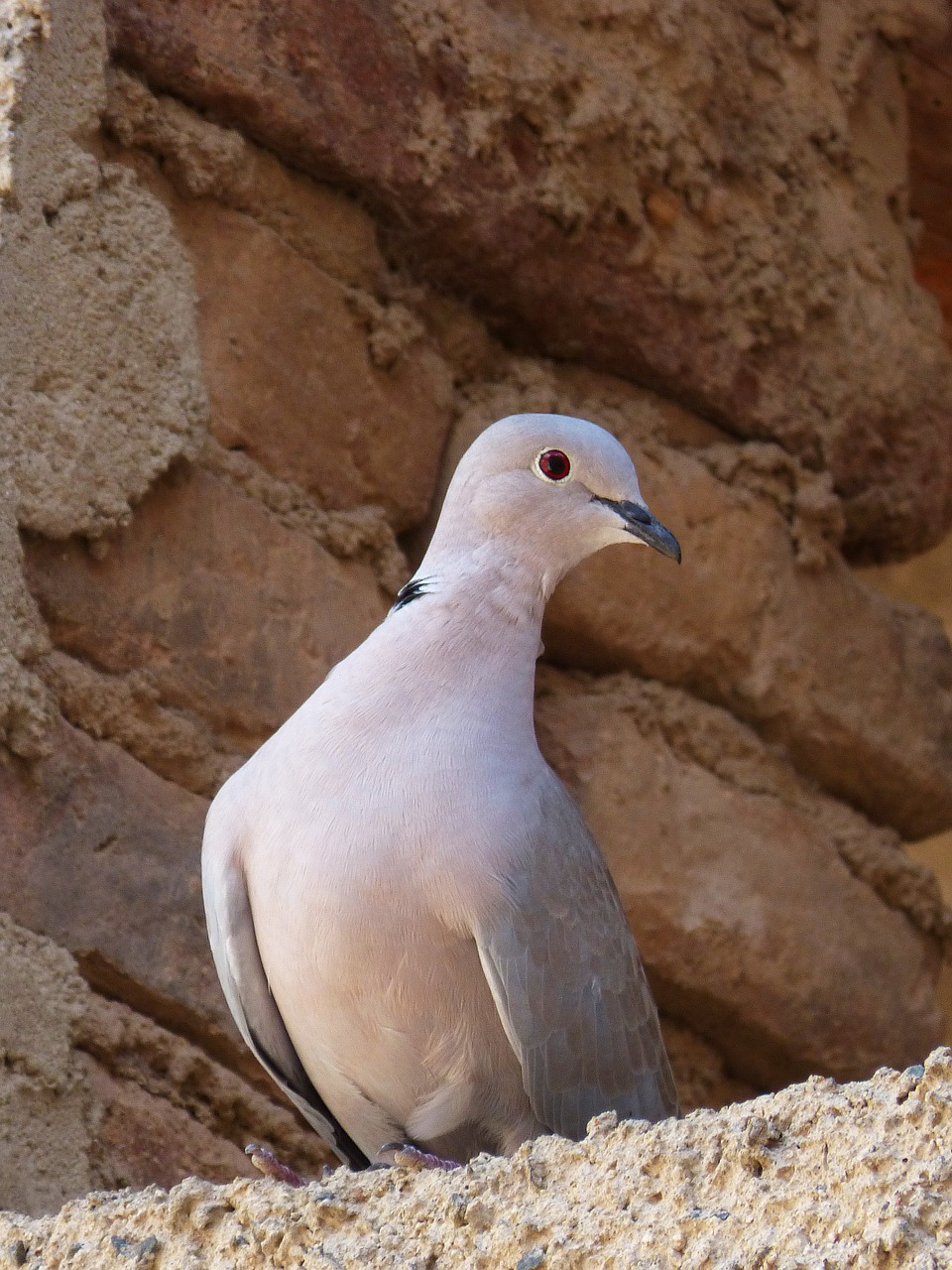 turtledove bird tortola free photo