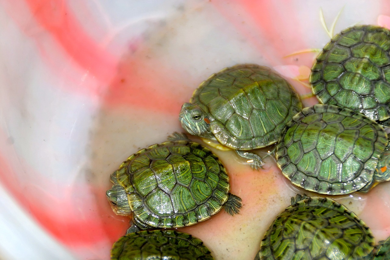 turtles reptile tortoise shell free photo