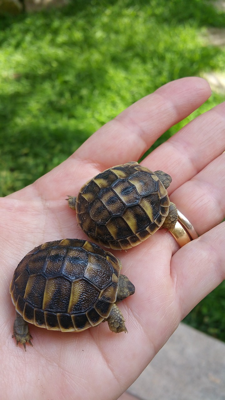 turtles turtle hand free photo
