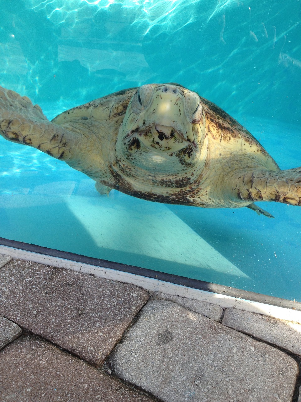turtles water pool free photo