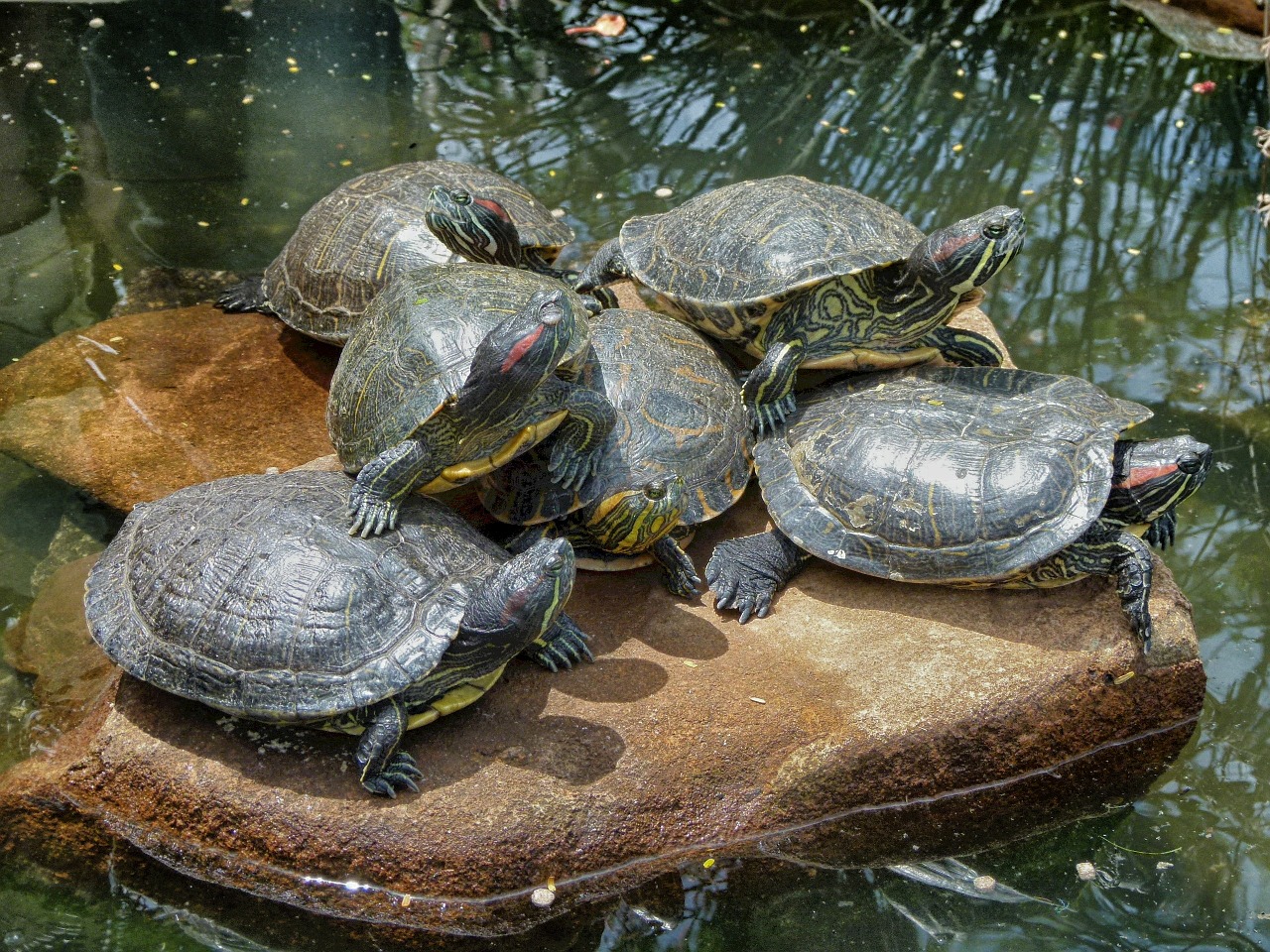 turtles rock stream free photo