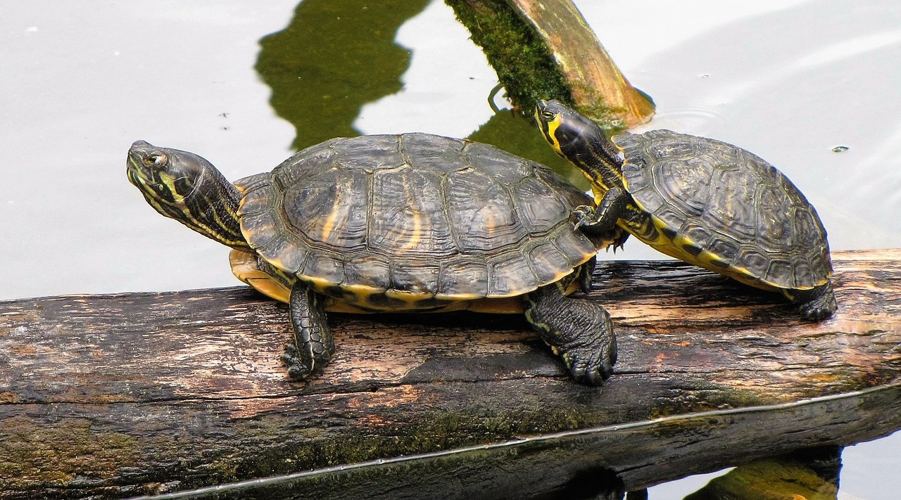 turtles zoo nature free photo