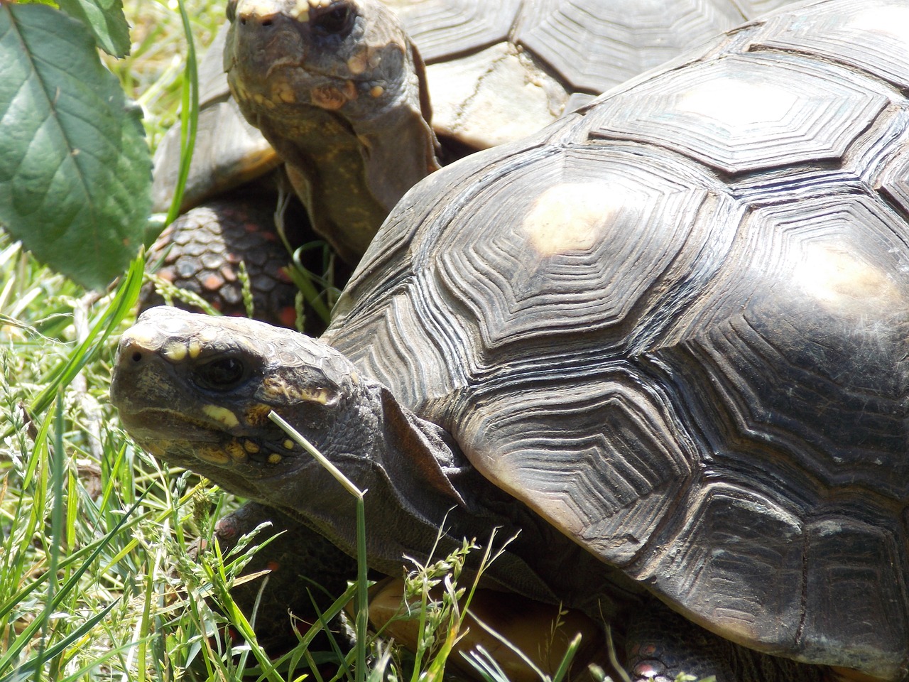 turtles nature tortoises free photo