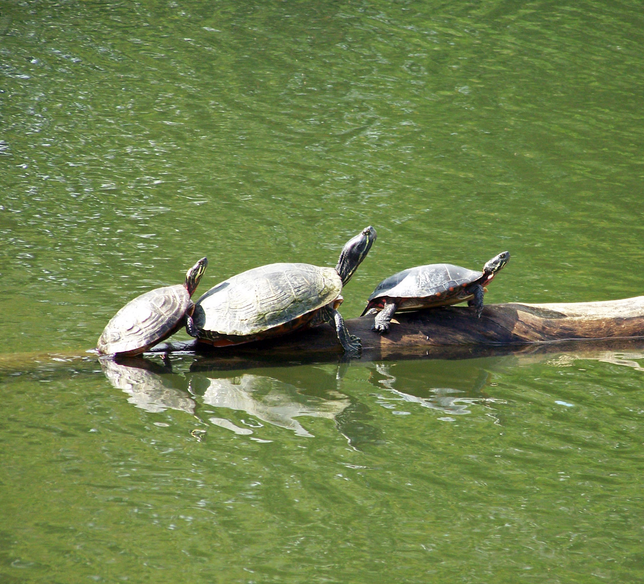 turtles log turtles free photo