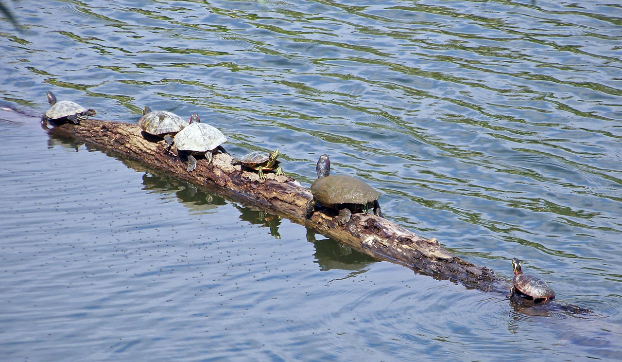 turtles log turtles free photo