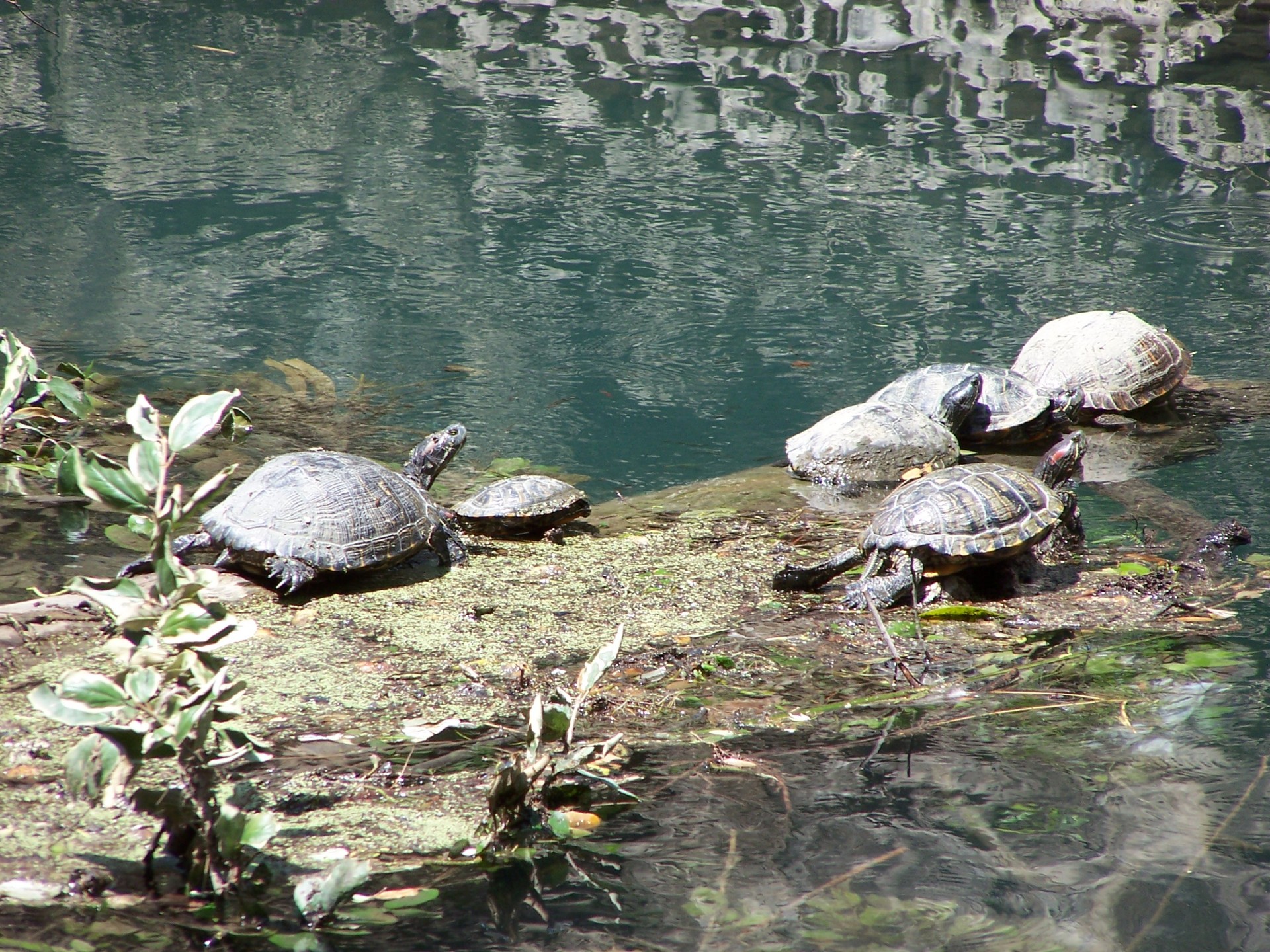 turtle turtles turtles free photo