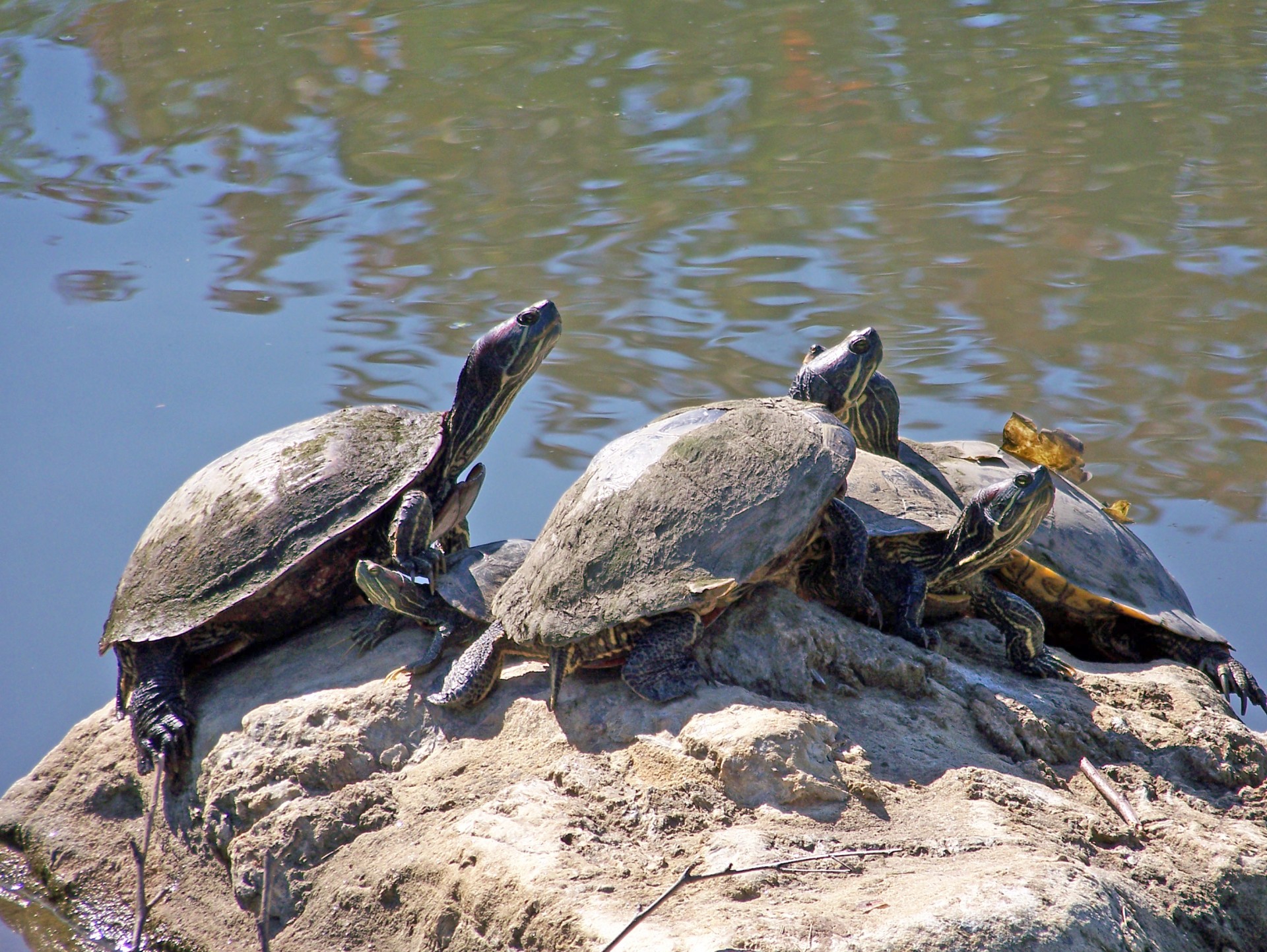 turtles rock pond free photo