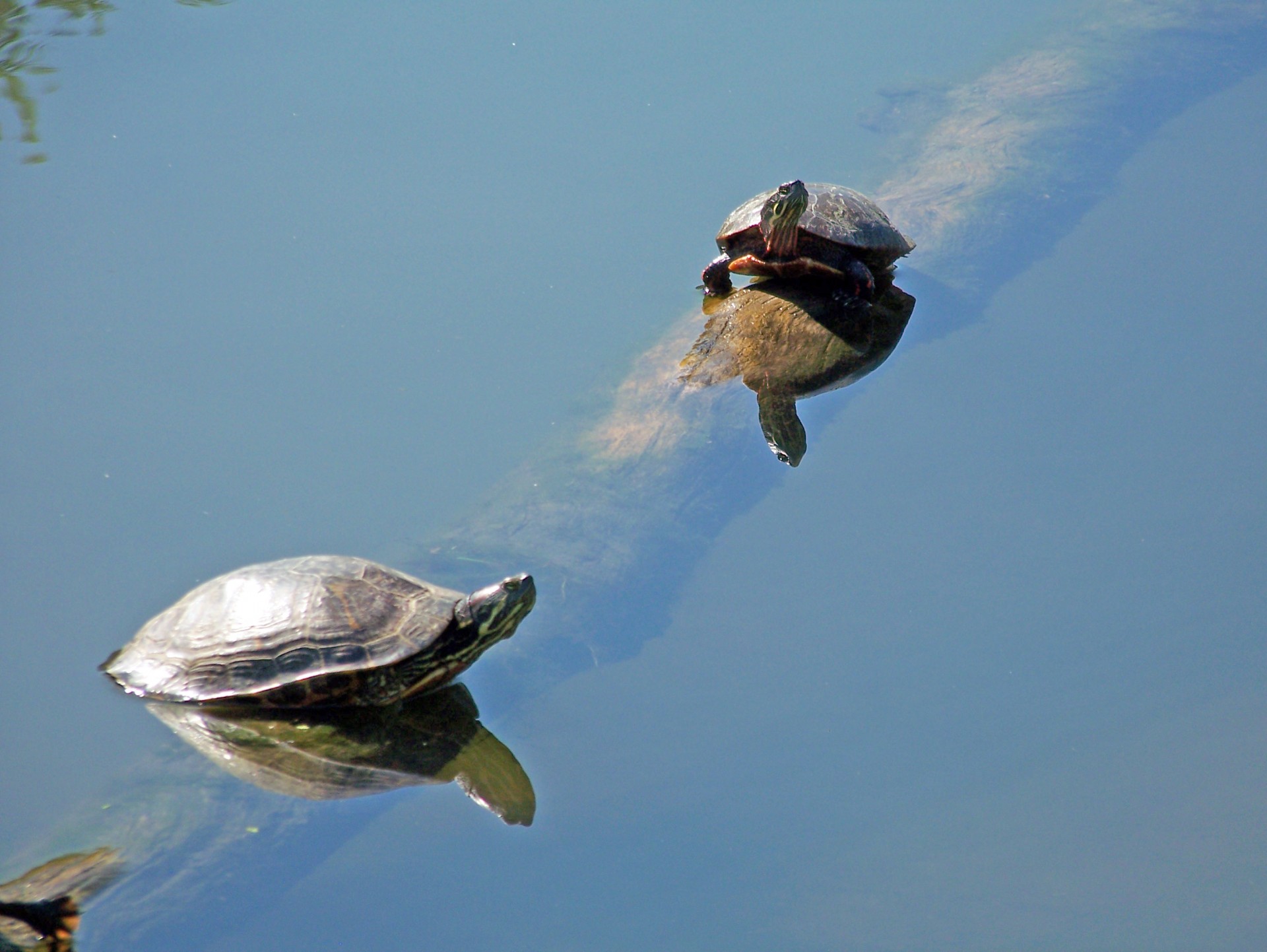 turtle pond branch free photo