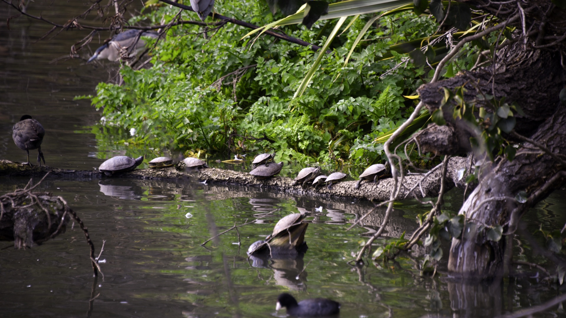 turtles pond sunning free photo