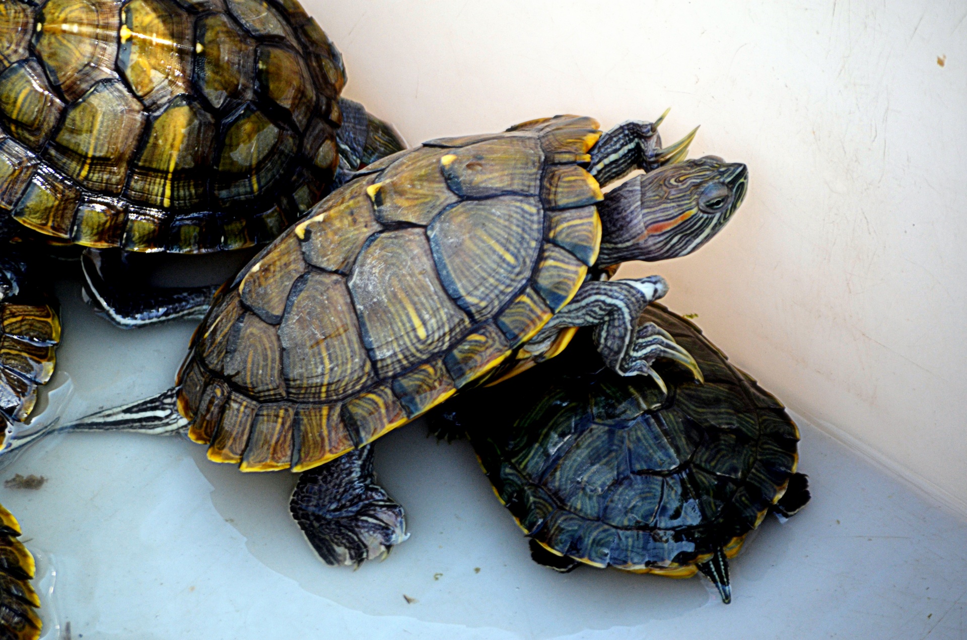 animals turtle turtles free photo
