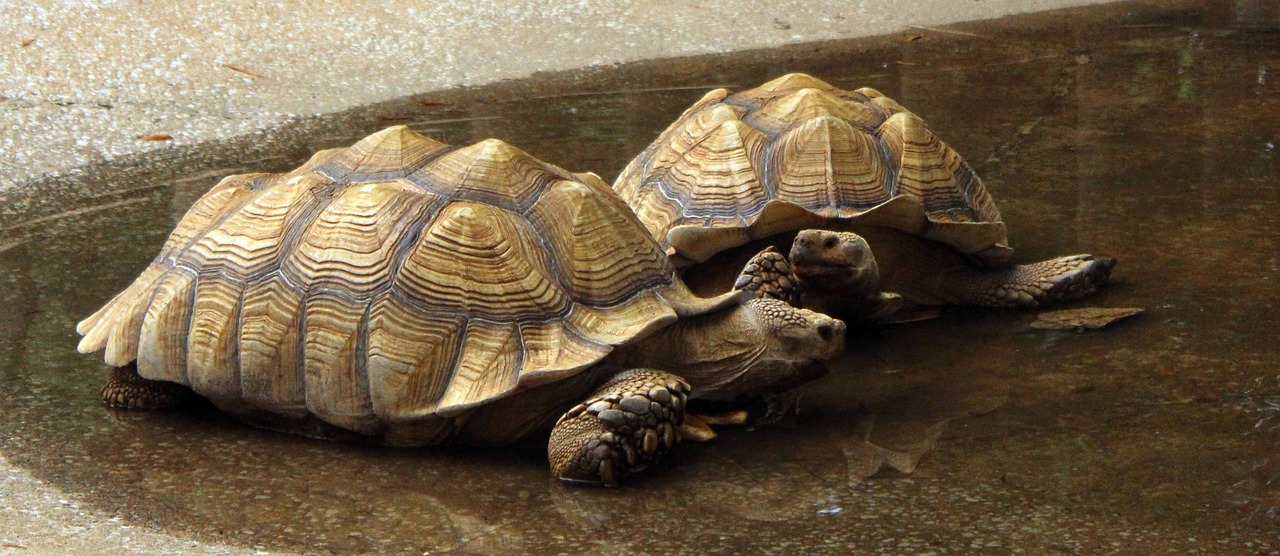 turtles galapagos tortoise free photo