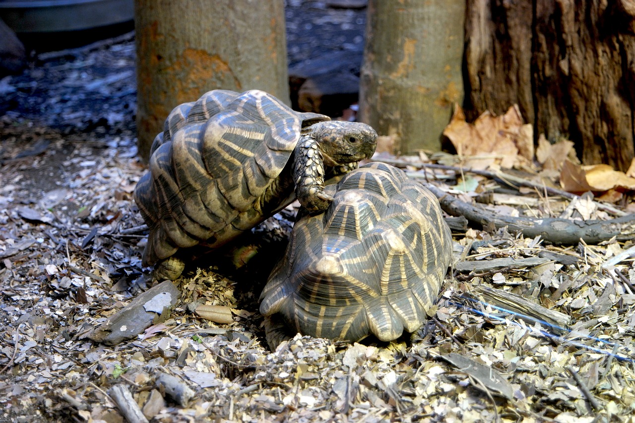 turtles animals wildlife free photo