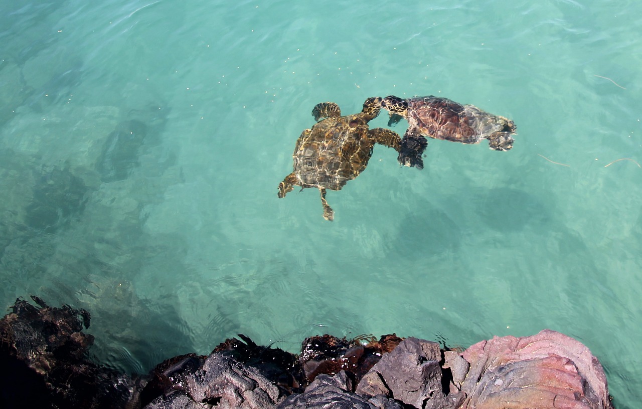 turtles love sea free photo