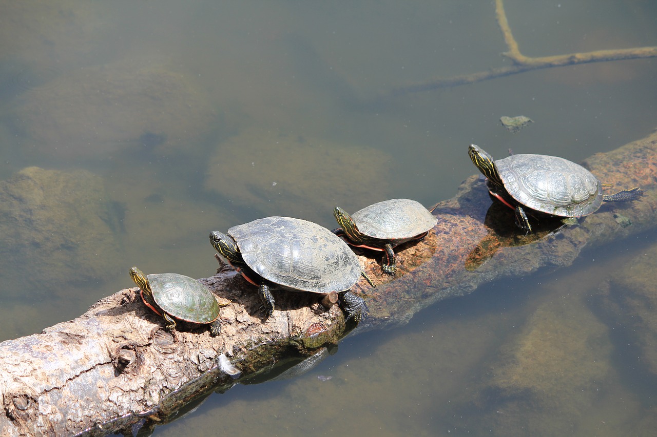 turtles animals nature free photo