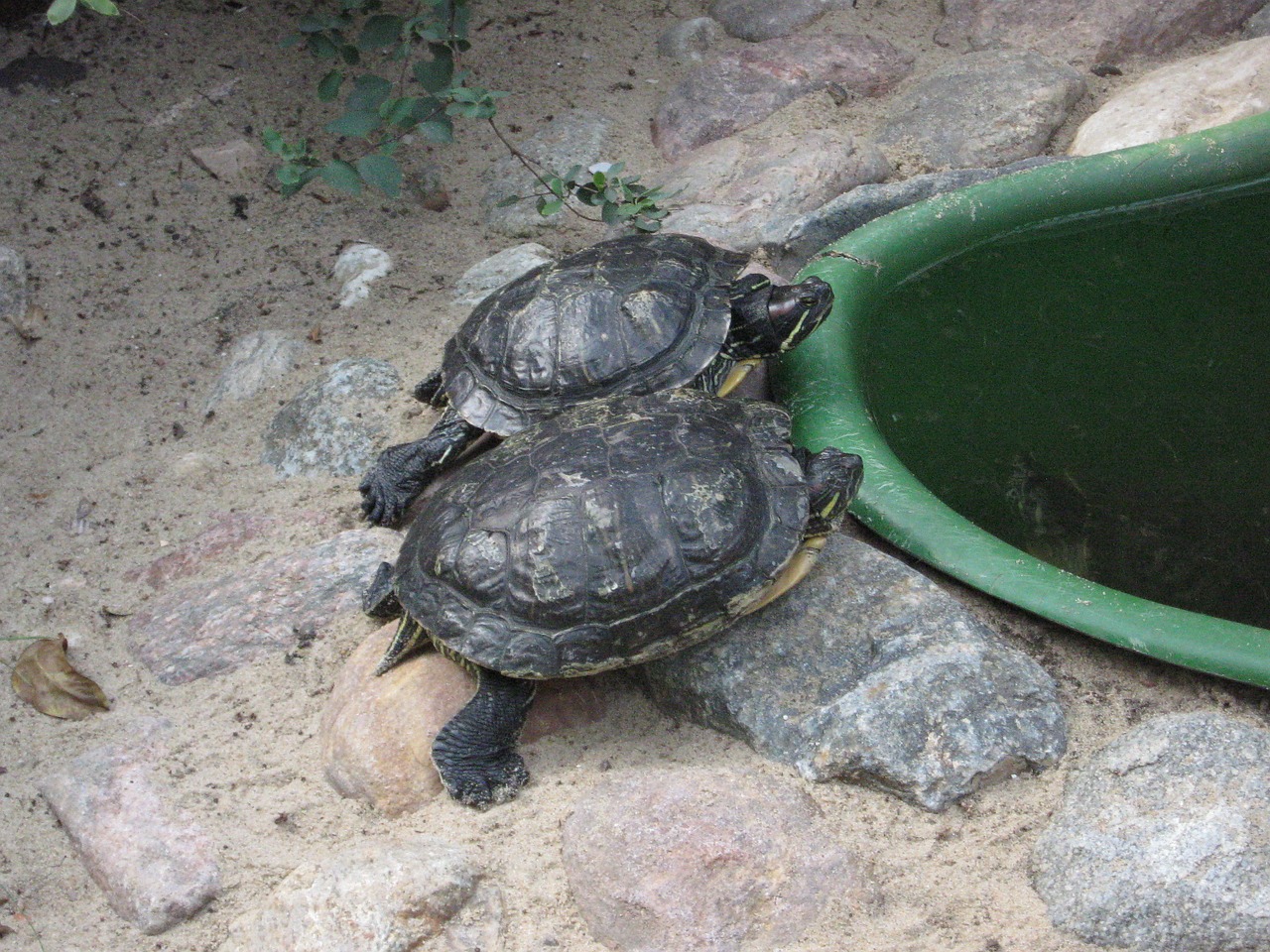 turtles reptiles zoo free photo
