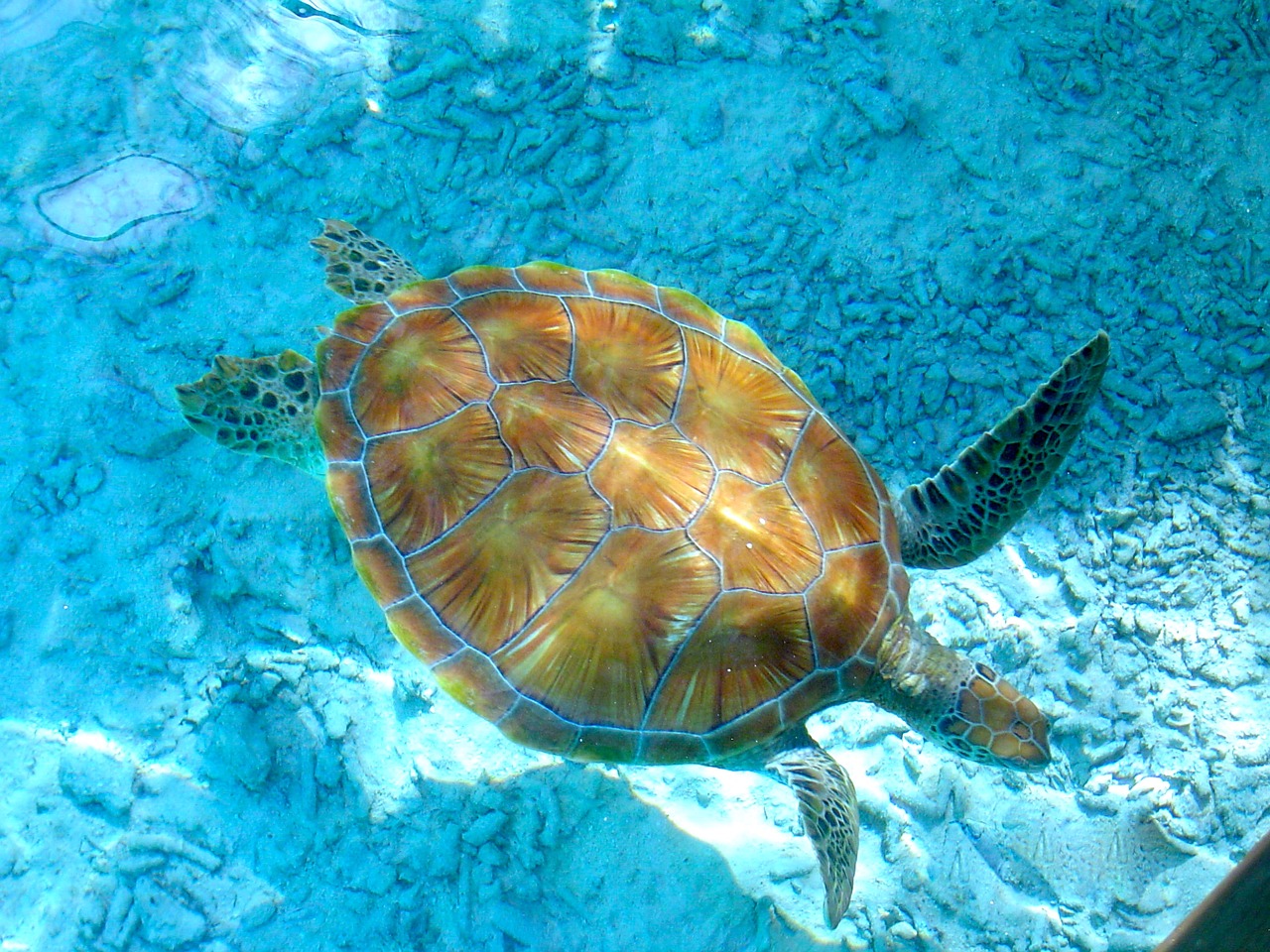 turtles lagoon clear water free photo