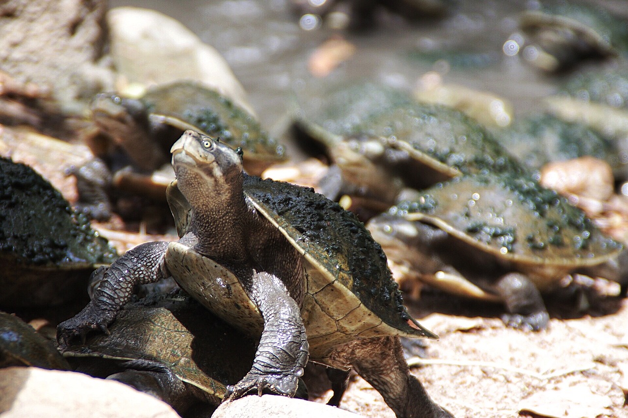 turtles water runs free photo