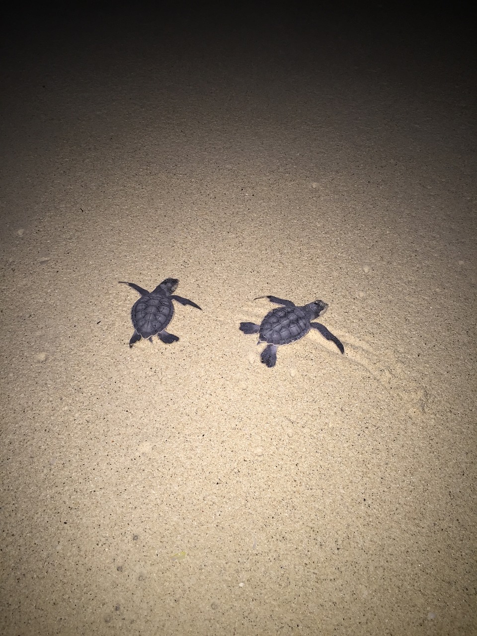 turtles sand beach free photo