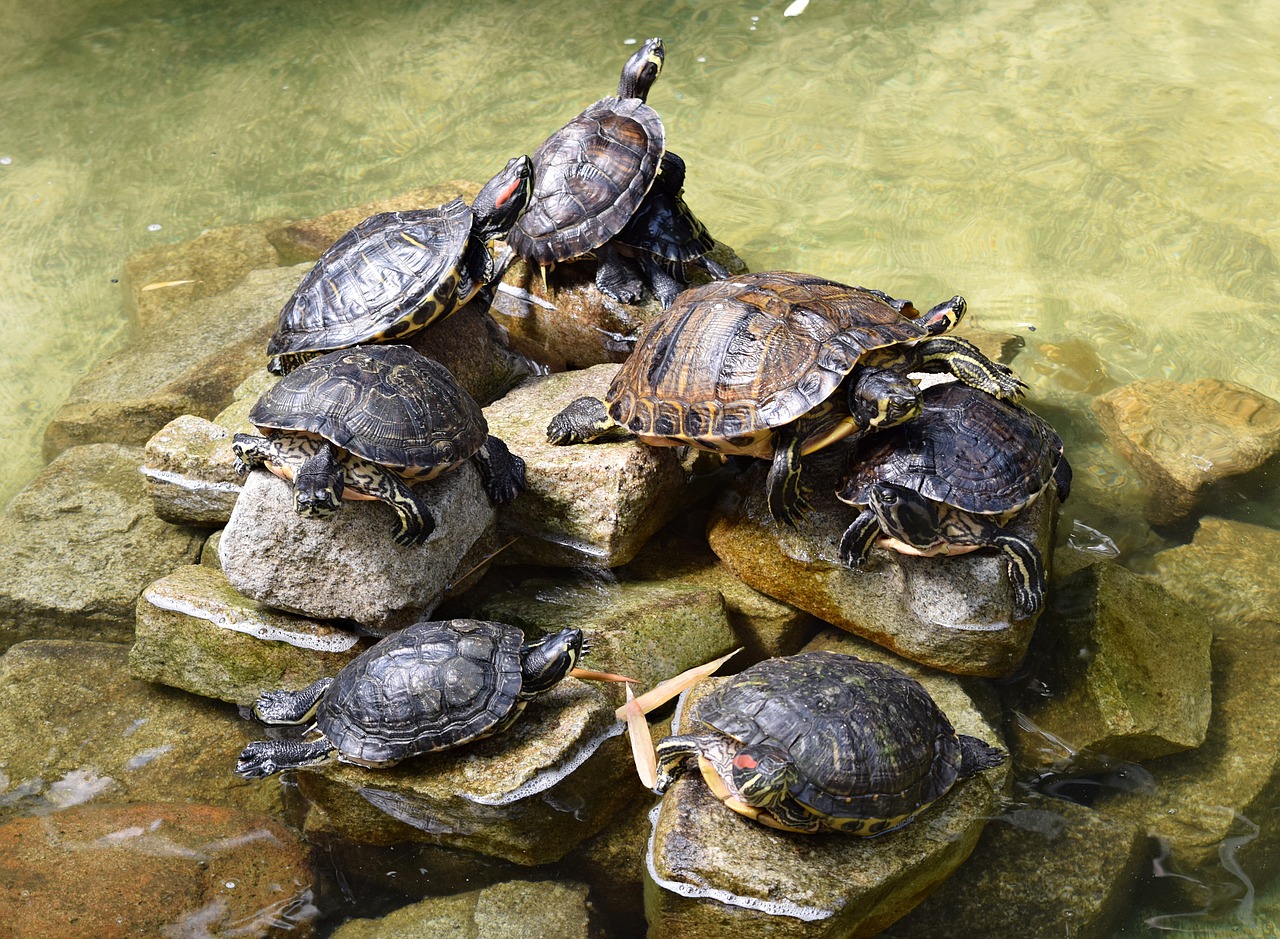 turtles reptiles nature free photo