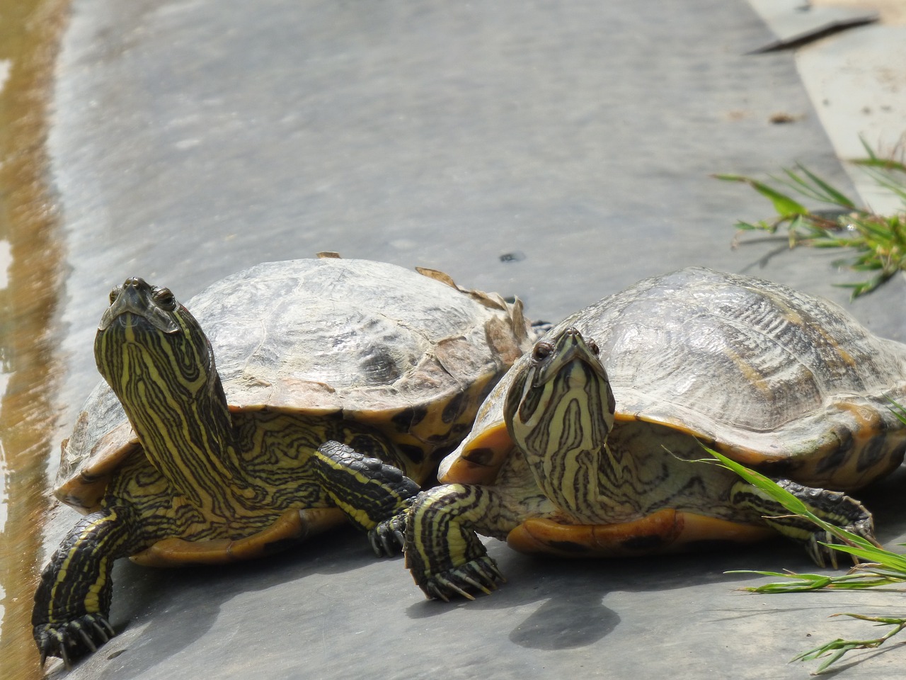 turtles sun on the water free photo