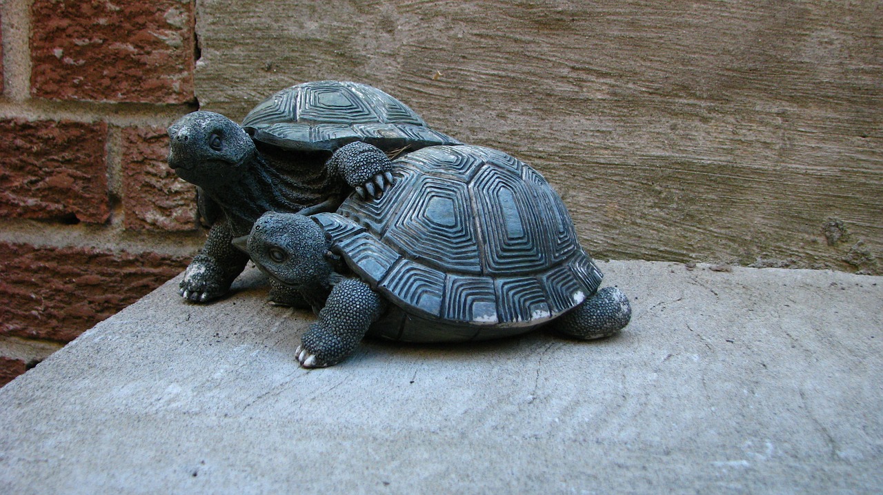 turtles figures ornament free photo