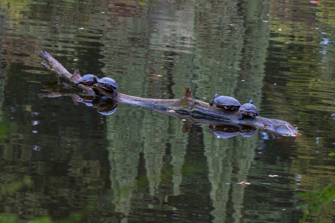 turtles water pond free photo